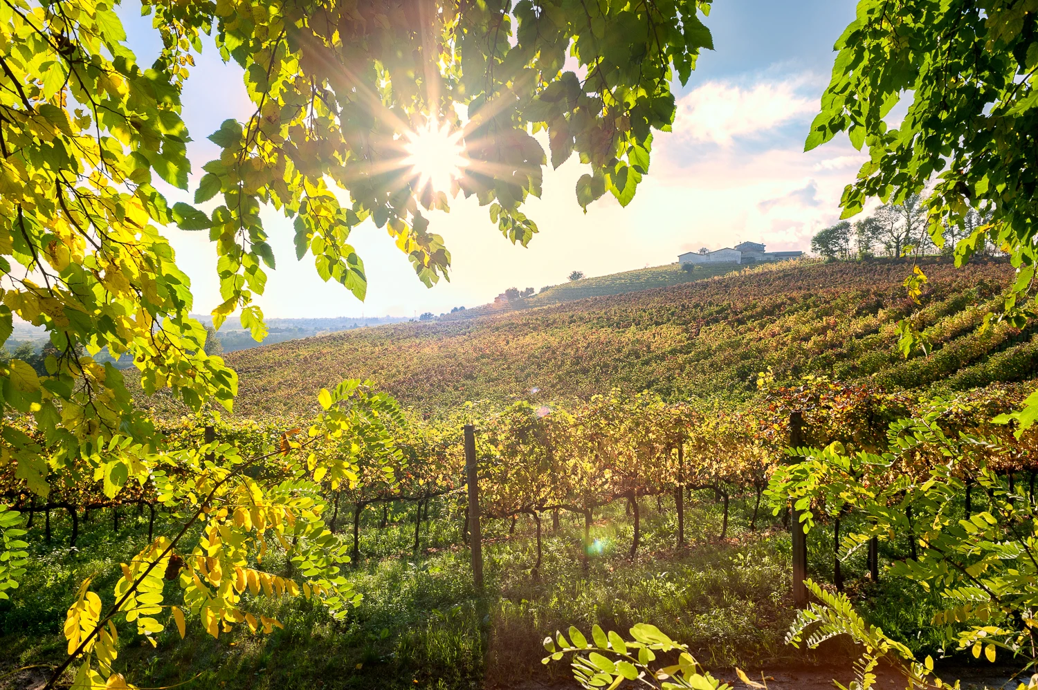 
Italian sparkling Muscat wine Moscato Spumante 75 cl bottle Sweet Aromatic taste party wine Moscato Spumante Dolce 