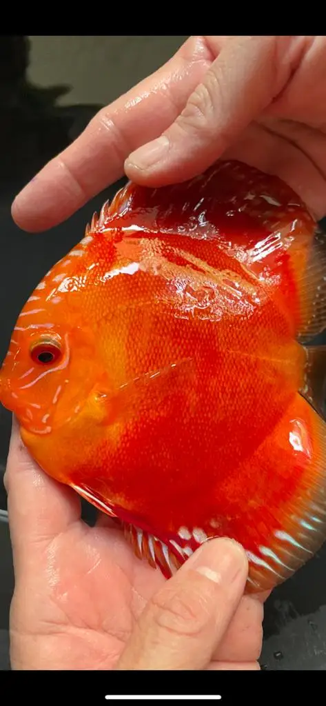 
Discus Fish (Symphysodon) 