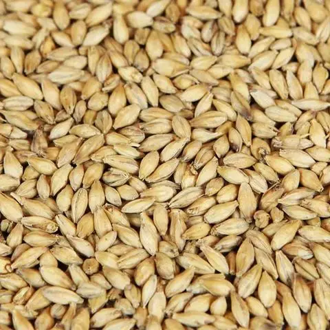 Солодовые зерна (ячмень) для продажи качественный ячмень корма солод из Ячменного Зерна малтинг потребления