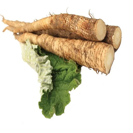 Natural High-Quality Fresh Burdock wholesale best price From South Africa