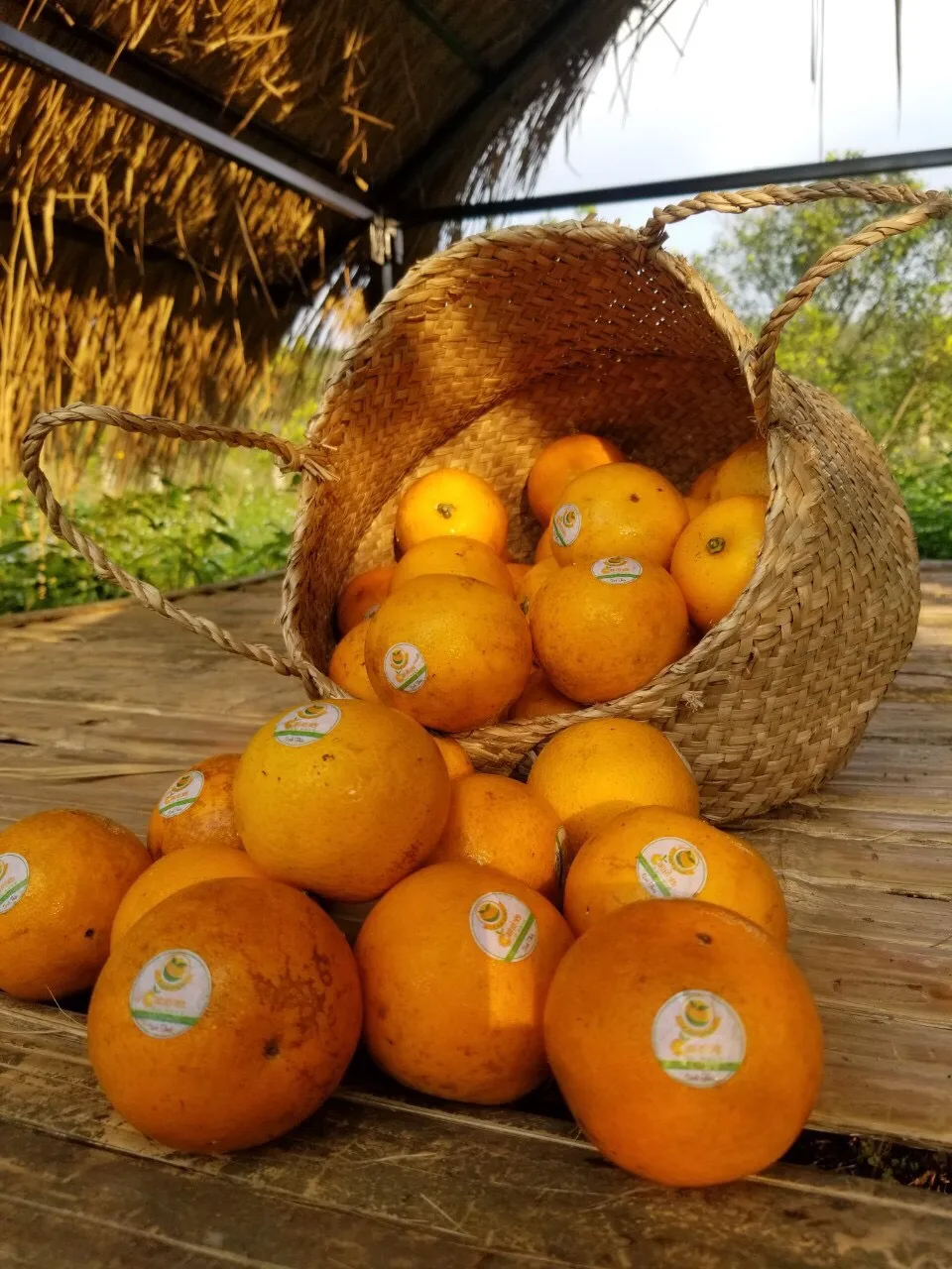 Hot Selling Delicious Sweet and Sour Fresh Citrus fruit Orange With Size 5 - 8.5cm Vietgap Certification