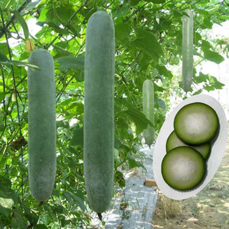 100% Natural With High Quality and Best Price FRESH WINTER MELON Hot deal 2023/Vietnam Winter Melon in Bulk
