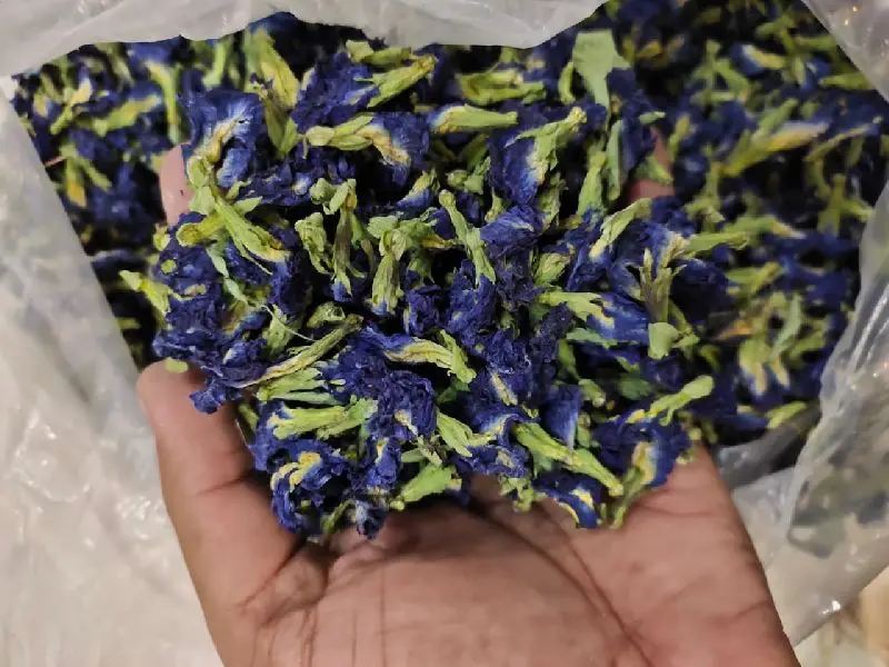 100% Quality Dried Butterfly Pea Flowers for making Tea / Shyn Tran +84382089109