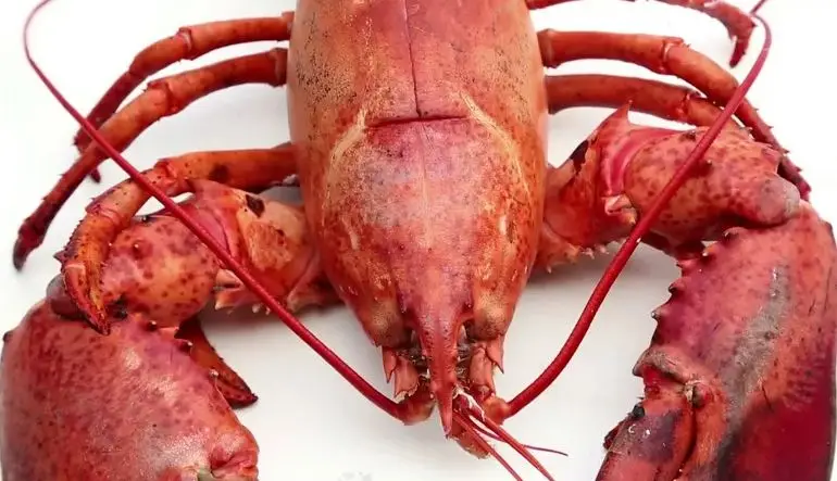 Wholesale Seafood Supplier Lobsters For Sale In Cheap Price