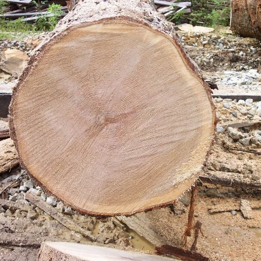Red and White Oak Round Logs / oak veneer logs / Fresh Grade 1, 2, 3 Round Oak Logs (Fresh Cut)