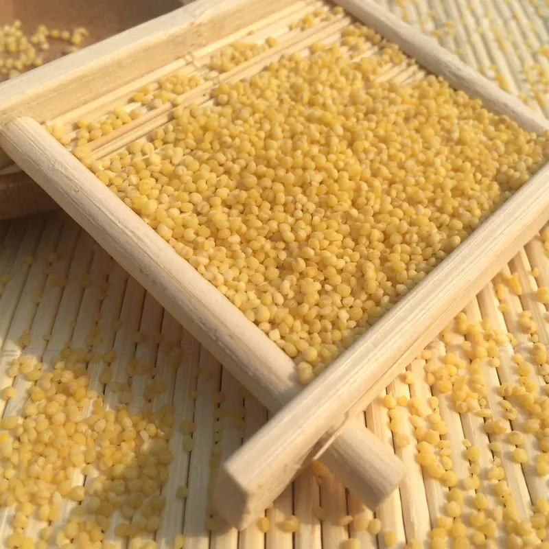 Malted yellow millet for sale