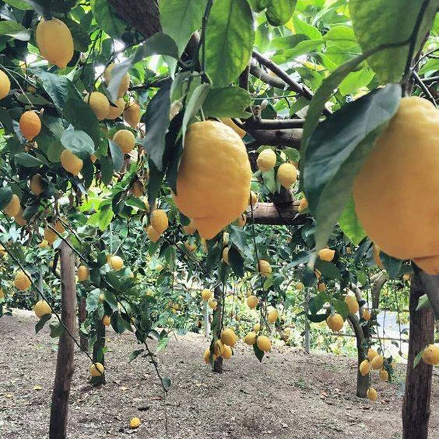 Fresh Super Delicious Taste Premium Quality Yellow Lemon - Whole Fruit Export