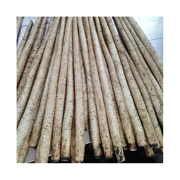 Fresh Burdock For Sale / Extract burdock / High Quality Pure Natural Burdock Root