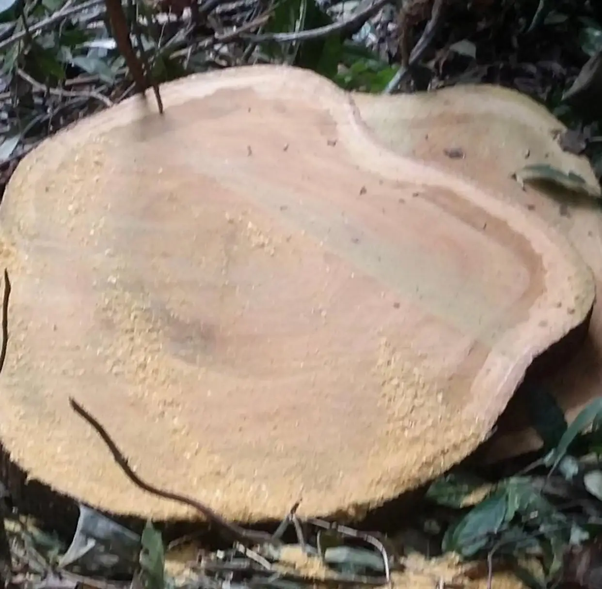 
Birch / Black Walnut / Red Oak Logs 30+ cm 