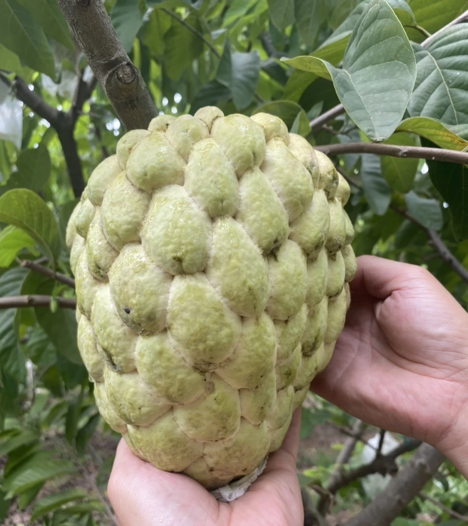 Свежие тропические фрукты, органический заварной яблочный фрукт, вьетнамские свежие фрукты, высокое качество, хорошая цена, распродажа