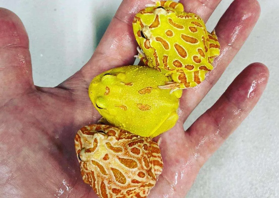 
Farm bred Red Ceratophrys cornuta South American Pacman frog For sale 