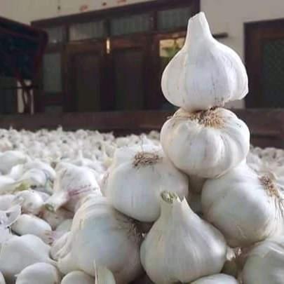 
CIF PRICE FOR FRESH GARLIC Chad 