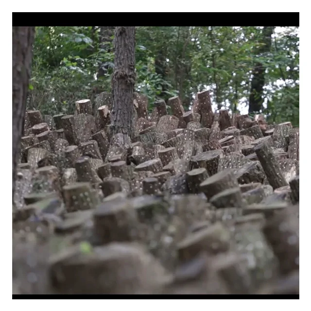 
Certified Wholesale Korean priceless Shiitake mushroom 