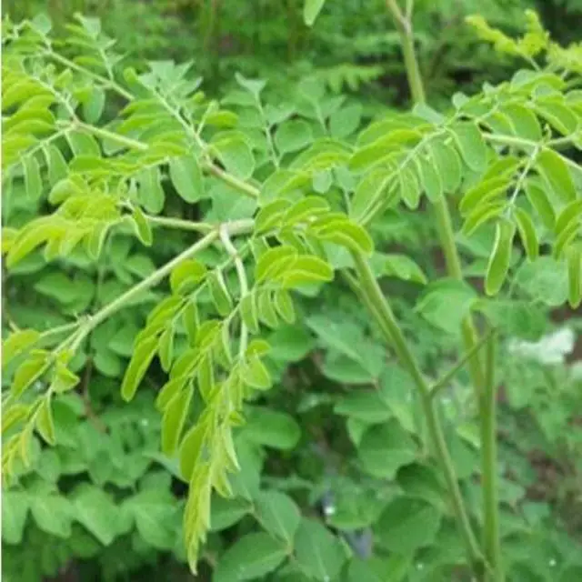 
Органический порошок листьев Моринги олейферы, оптовая продажа 