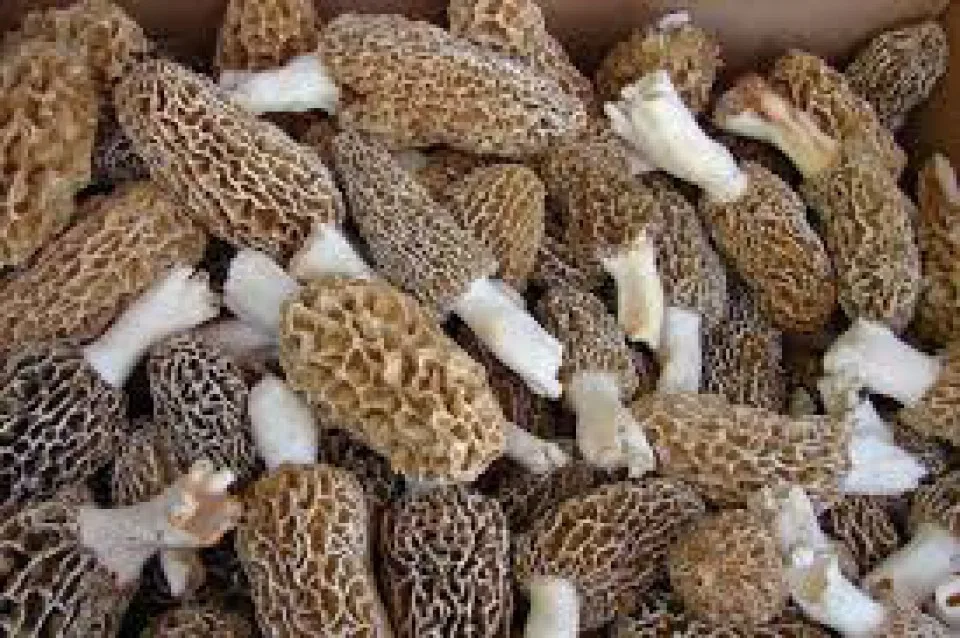 Low Price Wholesale Premium Quality Long Lasting Fresh Morel Mushrooms - Made in Turkey