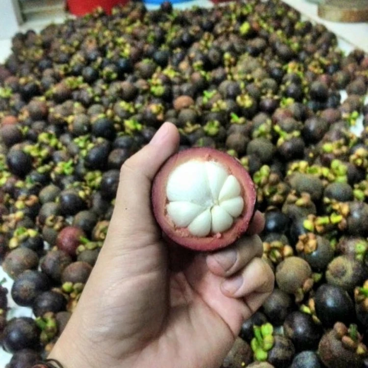 SUPER DELICIOUS FRESH MANGOSTEEN/BEST FOR IMPORTERS/Whatsapp: +84 845 639 639