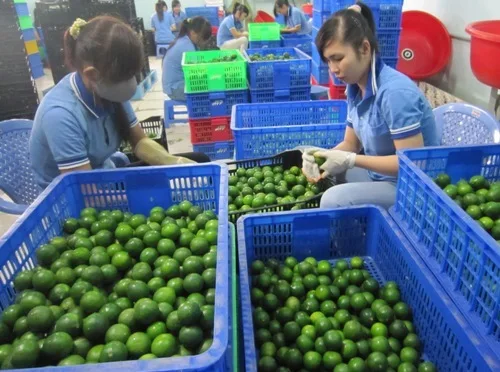 VIETNAM SEEDLESS LIME GREAT QUALITY FOR WHOLESALERS WHATSAPP WECHAT VIBER 0084326572671