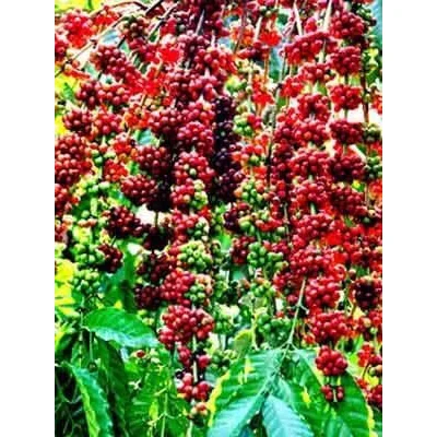 
Raw 98% Maturity Common Cultivation Type Hessian Sack Pack Pure 12.5% Max Moisture Coffee Bean 