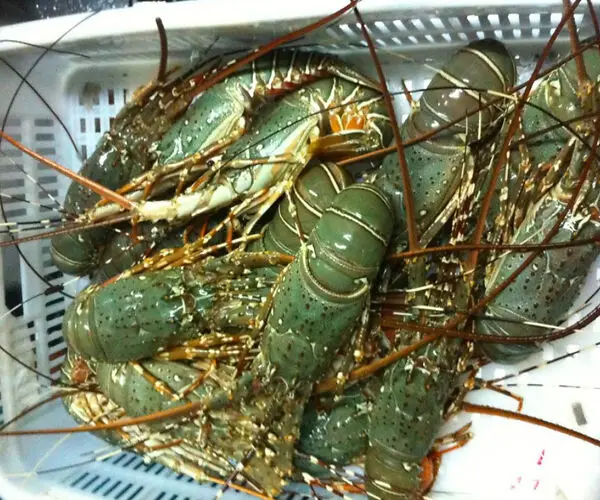Замороженные морепродукты свежий живой Лобстер