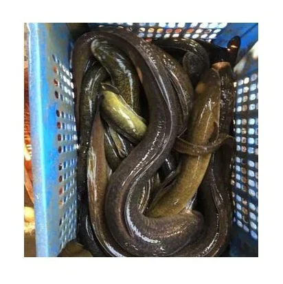 
Available Bulk Numbers Of Alive / Frozen Eel At Lowest Prices 