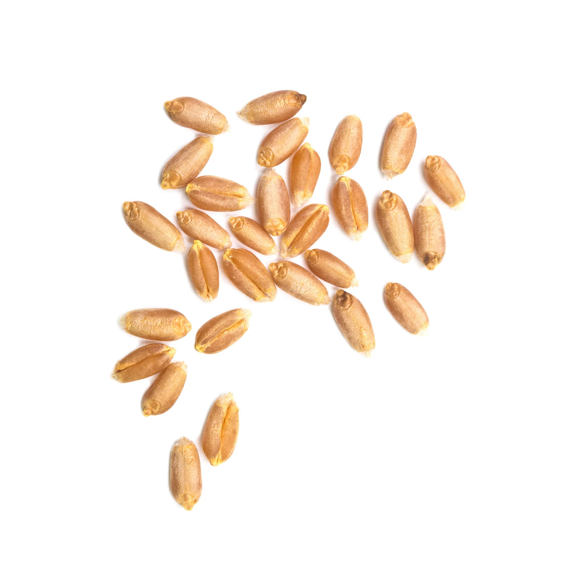 Wheat- VL 804- High quality wheat