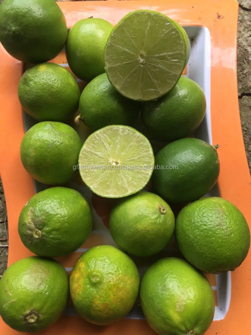 
Export good quality fresh green lime cheap price 