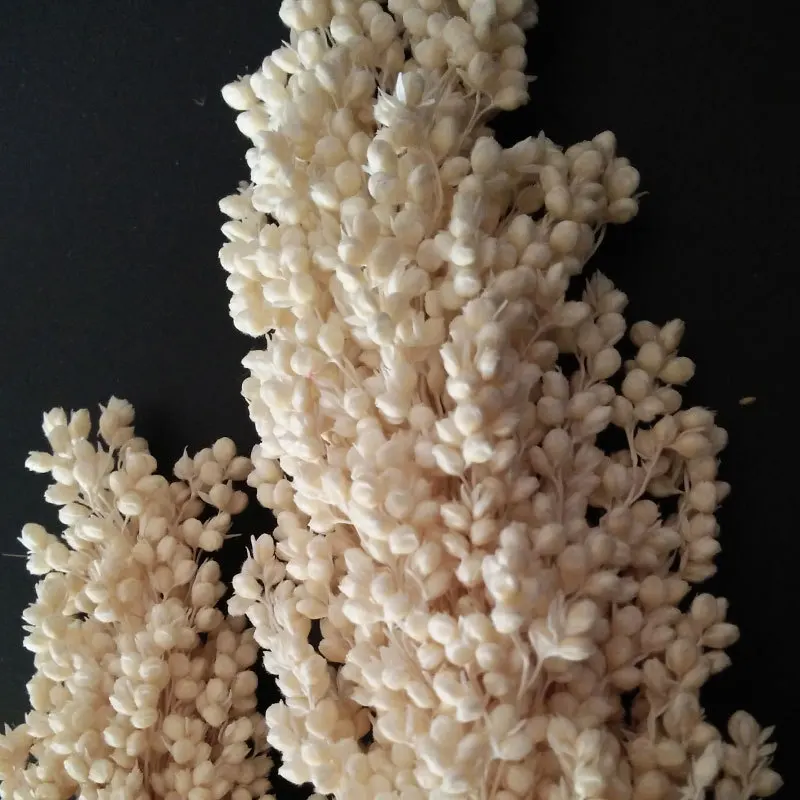 Высококачественная Оптовая Продажа сорго красного цвета по хорошей цене