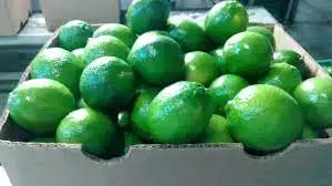 Fresh Lime Fresh Green Seedless Lime And Lemons From Vietnam For Export  - WS 0084 989 322 607