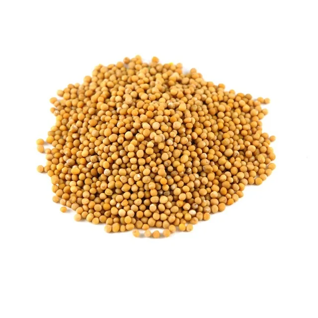 high quality High quality good price of dried top yellow and white mustard seeds mustard seed