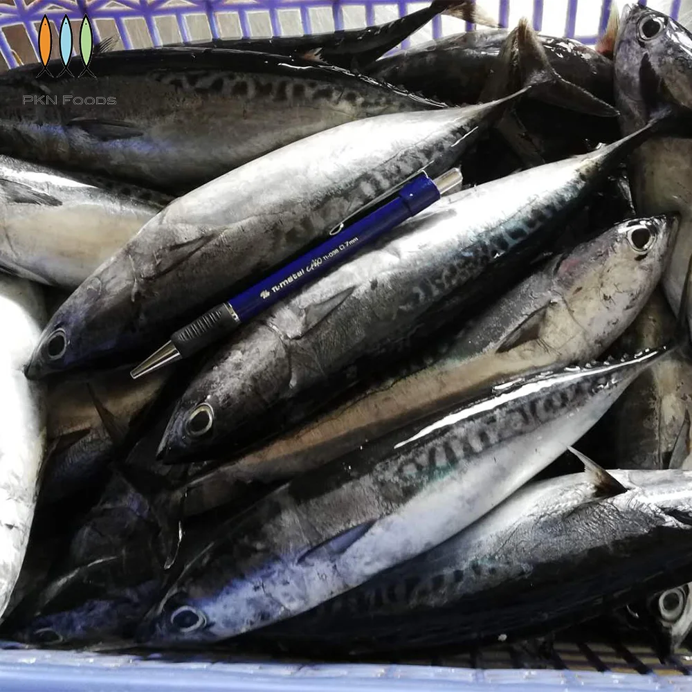 Frozen IQF BLOCK Whole Body Nature Seasonal Auxis Rochei Bonito with 2 Years Shelf Life From Vietnam