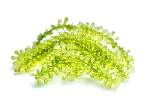 SEAGRAPES сделано во вьетнаме по низкой цене (UMIBUDO/зеленая Икра/Латок) мисс Ниан Whatsapp + 84 363 210 230