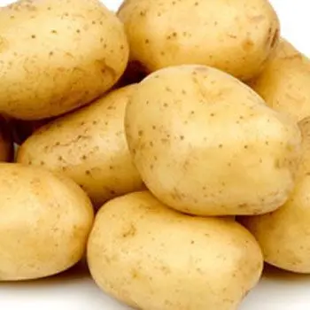 Holland Fresh Potato/2020 Russet Potato crop