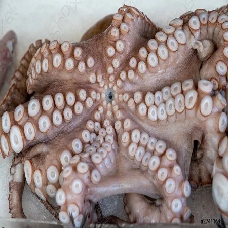 octopu Frozen Grade a High Quality Big Octopus in China Key Time Packing Origin Sight Latin Variety Size Word Days Product