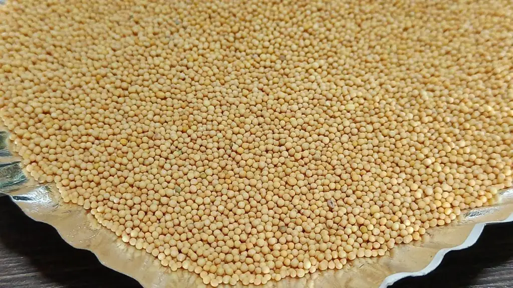 Best Quality Single Spices Yellow mustard seeds From India