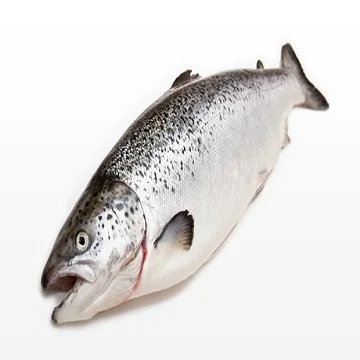 Fresh / Frozen Salmon Fish - Salmon From  Denmark