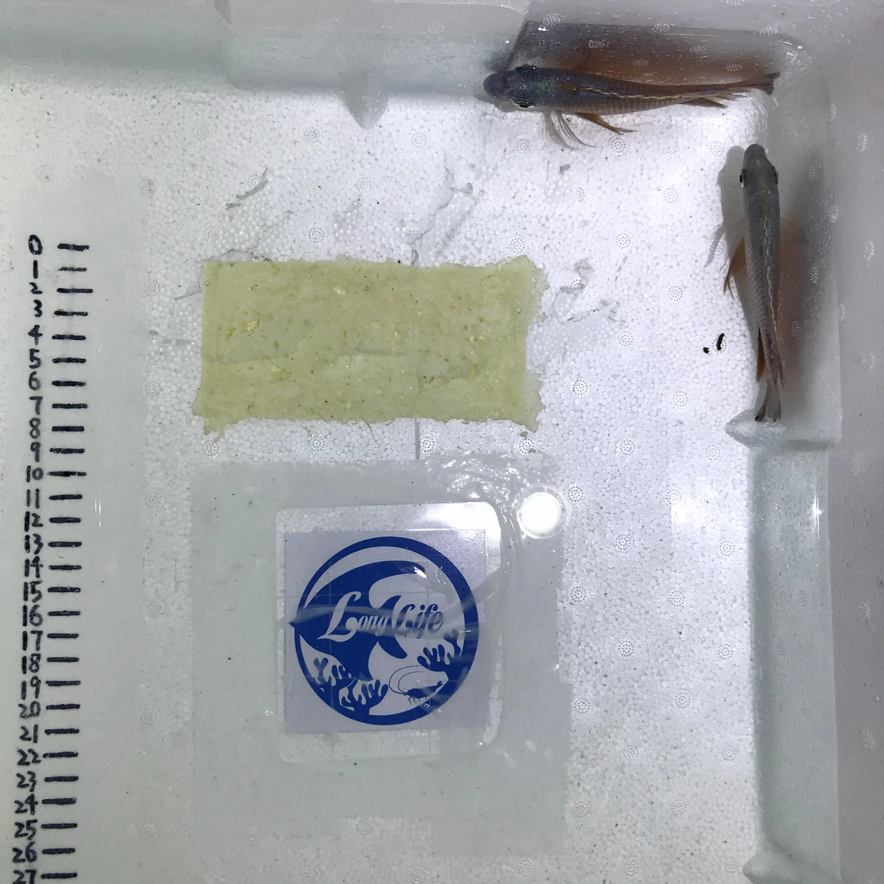 
Farm bred Protomelas taeniolatus 