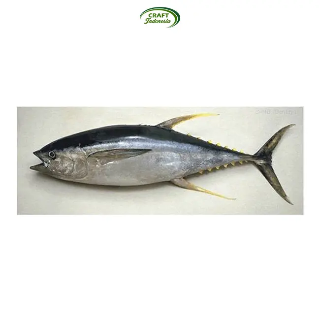 Bulk Exporter Of Loin Yellow Fin Tuna Fish From Indonesia (62014489156)
