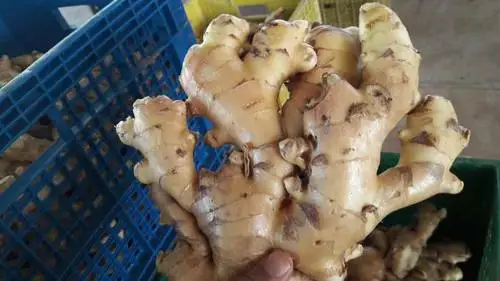 Newest Crop Fresh Ginger Size 100 150 200 250 Gram up