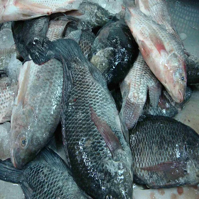 Tilapia Fish  300G To 500G Whole Clean Kosher Wr 4Kg Black Tilapia