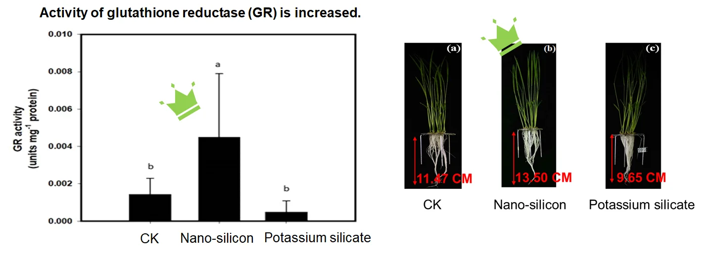 Высококальциевое кремниевое жидкое соединение нано-кальциевое бустерное удобрение без npk для риса
