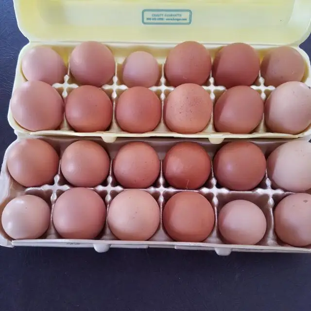 High Standard Best Quality Chicken Egg Fresh and Natural Egg Wholesale Price Animal Products Eggs