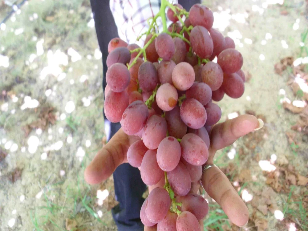 Seedless-grapes..jpg