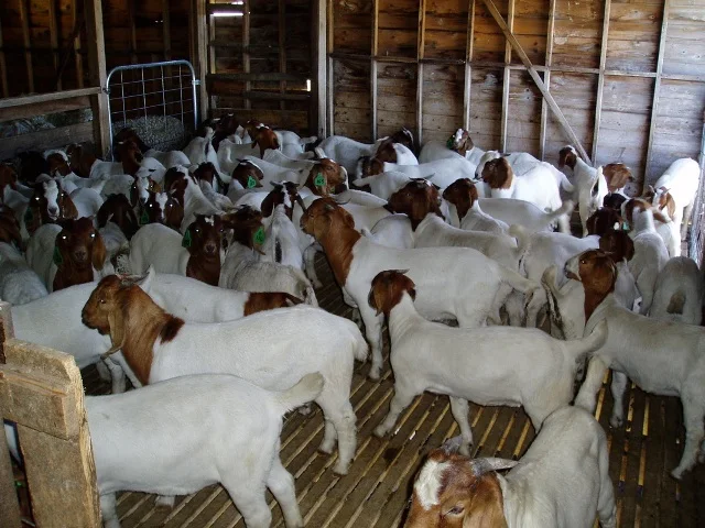 
Live Goats/Heifers Bulls/Fattening Beef Bulls/Sheep 