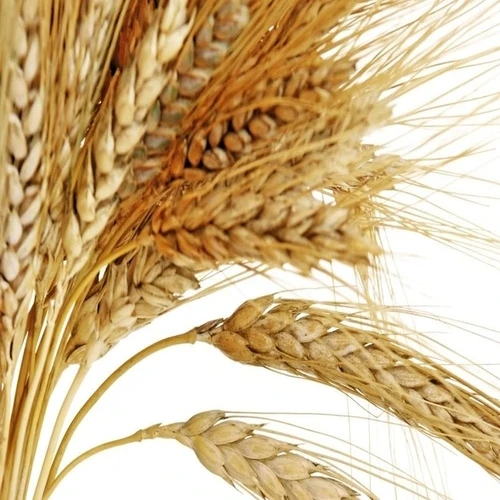 Canadian Quality Durum Wheat/Wholesale High Quality Canadian Wheat