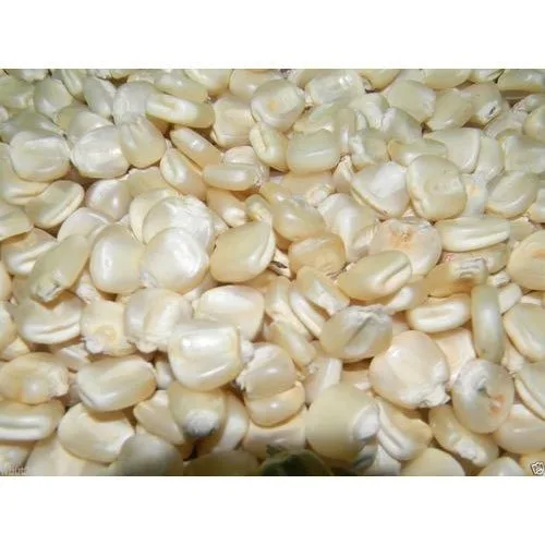 White Corn, White Corn Suppliers available at best rate