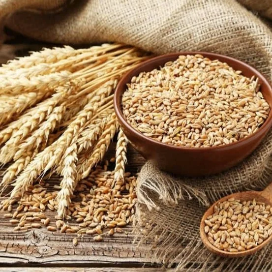 Высококачественная кормовая ячмень | Оптовая продажа зерен ячменя по лучшей цене | Семена ячмени на продажу/