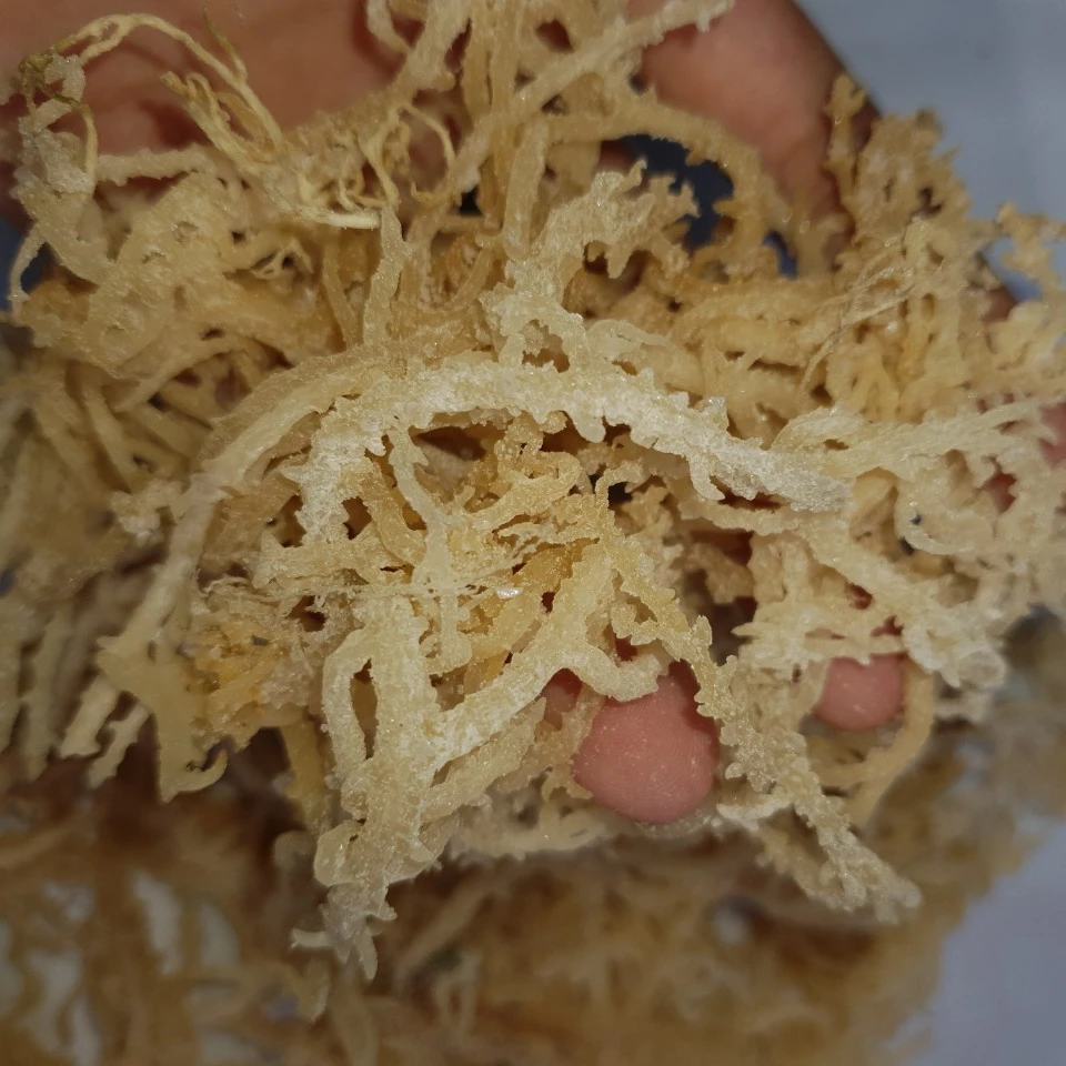 VIETNAM BIG SUPPLIER OF DRIED EUCHEUMA COTTONII SEAWEED MOISTURE 35% FOR CARRAGEENAN