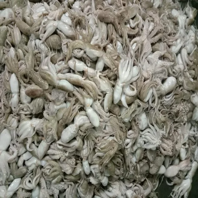 TOP QUALITY FROZEN ROUGH SKIN OCTOPUS WHOLE FROM INDIA