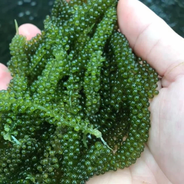 Вкусные морские водоросли/морские рапсы лучшее качество