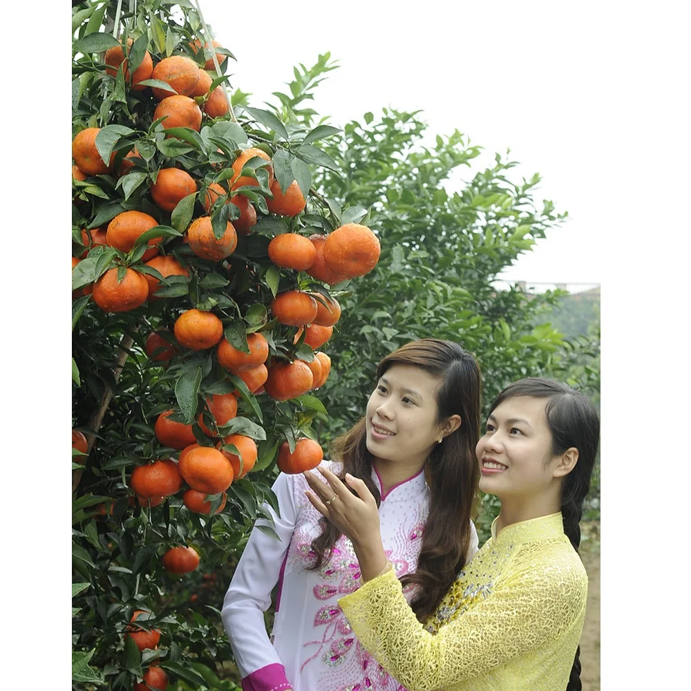  Высококачественный органический апельсин класса А с очень нежным приятным вкусом из Вьетнама